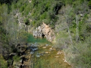 Colonia rosal a Sant Quirze del Pedret 6 de 15