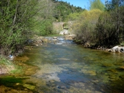 Colonia rosal a Sant Quirze del Pedret 11 de 15