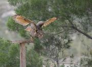 Duc (Bubo bubo)