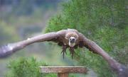 Voltor comú (Gyps fulvus)