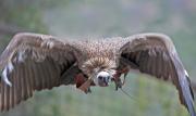 Voltor comú (Gyps fulvus)