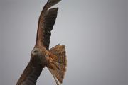 Milà negra (Milvus migrans)