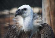 Voltor comú (Gyps fulvus)