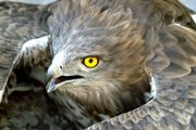 Aguila culebrera