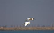 Martinet blanc (Egretta garzetta)