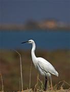 Martinet blanc (Egretta garzetta)