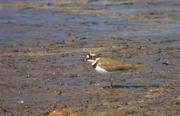 Corriol petit (Charadrius dubius)