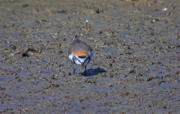 Corriol camanegre (Charadrius alexandrinus)