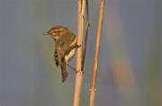 Mosquiter comú (Phyllocopus collybita)