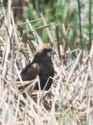 arpella femella (Circus aeruginosus)