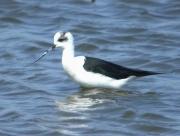 Cames llargues, cigüeñuela (Himantopus himantopus)