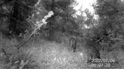 Fotoparany a Vallbona: 4 cries de senglar ensumant a l'alba