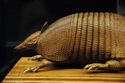 Armadillo de set bandes (Dasypus septemcinctus)