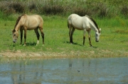 Cavalls al Delta del Llobregat (Equus caballus)