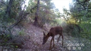 Fotoparany a Vallbona: Cabirol