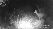 Fotoparany a la Vall d'Àger: Femella de cabirol aturada de nit