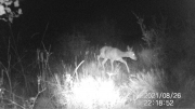 Fotoparany a la Vall d'Àger: Femella de Cabirol de nit