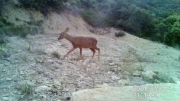 Fotoparany al Montsec: Cabirol femella