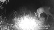 Fotoparany a la Vall d'Àger: Femella de Cabirol ensumant de nit