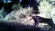 Fotoparany a la Vall d'Àger: Femella de Cabirol fent estiraments de dia