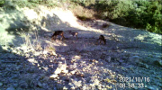 Fotoparany al Montsec: Cabirol femella i 2 joves amb molt poca aigua