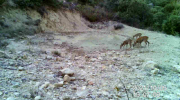 Fotoparany al Montsec: Cabirol femella i 2 joves bevent