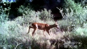 Fotoparany a la Vall d'Àger: Femella de cabirol desplaçant-se  de dia