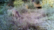 Fotoparany a la Vall d'Àger: Jove de Cabirol arriba menjant de dia 1/11