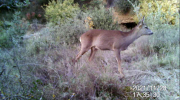 Fotoparany a la Vall d'Àger: Jove de Cabirol escruta l'entorn per si de cas de dia 3/11