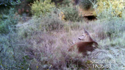 Fotoparany a la Vall d'Àger: Jove de Cabirol descansant mentre mastega i escruta l'entorn de dia 5/11