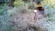 Fotoparany a la Vall d'Àger: Jove de Cabirol s'aixeca de dia 6/11