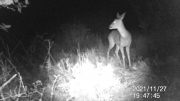 Fotoparany a la Vall d'Àger: Jove de Cabirol escrutant l'entorn de nit