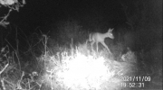 Fotoparany a la Vall d'Àger: Jove de Cabirol desplaçant-se de nit