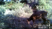 Fotoparany a la Vall d'Àger: Femella oJove de Cabirol menjant de dia