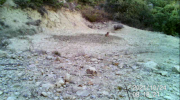 Fotoparany al Montsec: Cabirol jove picant amb la pota i la panxa per trobar aigua