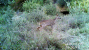 Fotoparany a la Vall d'Àger: Jove de Cabirol pixant de dia