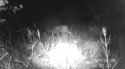 Fotoparany a la Vall d'Àger: Cabirol mascle menjant de nit