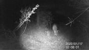 Fotoparany a Vallbona: Cabirol mascle amb banyes ensumant de nit