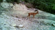 Fotoparany al Montsec: Mascle de Cabirol