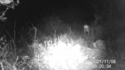 Fotoparany a la Vall d'Àger: Mascle de Cabirol menjant de nit