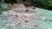 Fotoparany al Montsec: Cabirols bevent a on queda aigua