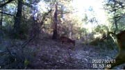 Fotoparany a Vallbona: Cabirols femella i jove ensumant de dia