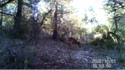 Fotoparany a Vallbona: Cabirols femella i jove menjant de dia