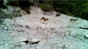 Fotoparany al Montsec: Cabirols mascle i fmella marxant