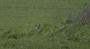 Guineu comuna (Vulpes vulpes)