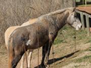 Cavalls de la Camarga o del canyissar