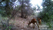 Fotoparany a Vallbona: Cervatell de Cabirol ensumant de dia