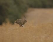 Conill de bosc. Conejo común (Oryctolagus cuniculus)