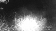 Fotoparany a la Vall d'Àger: Conill escrutant l'entorn de nit