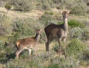 Cérvol comú (Cervus elaphus)